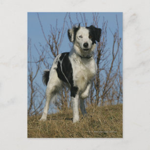 Cartão Postal Perna Collie de Borda Elevada