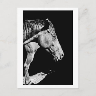 Cartão Postal perna do cavalo
