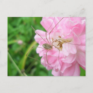 Cartão Postal Pernas de Pai de Harvestman (Opiliones)