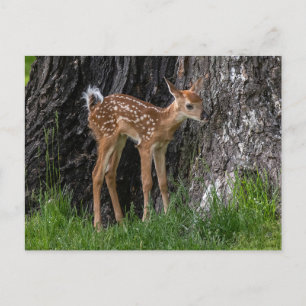 Cartão Postal Pernas Shaky Fawn