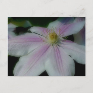 Cartão Postal Pérolas de Flor White Clematis