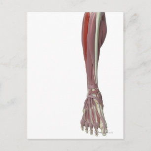 Cartão Postal Peroneus Longus