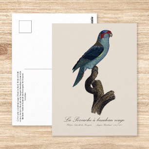 Cartão Postal Perruche a bandeau rouge / Musk Lorikeet