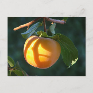 cartão postal persimmon