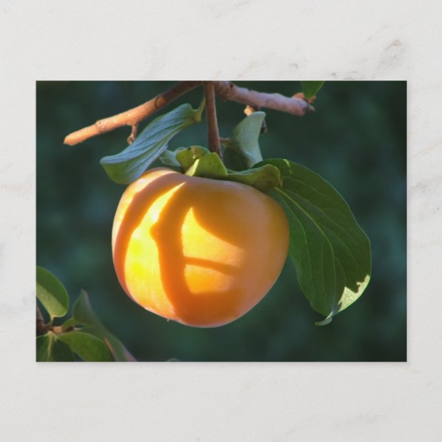 cartão postal persimmon (Frente)