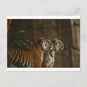 Cartão Postal personalização personalizada do tigre impressão ca