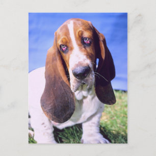 Cartão Postal Personalizado - Cartão-postal: Solitário Basset Ho