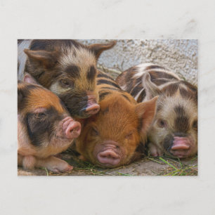 Cartão postal personalizado com sua própria foto e