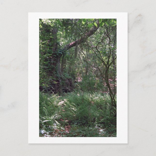 Cartão postal Personalizado da Floresta Primordial (Frente)