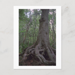 Cartão postal Personalizado de Artefato Florestal