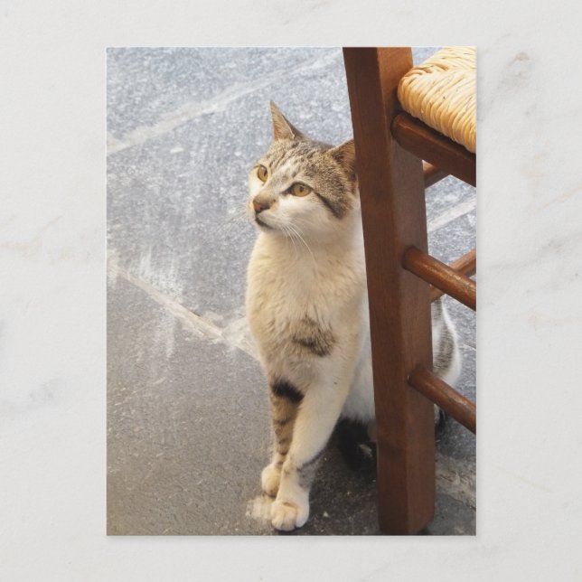 Cartão postal personalizado de Cat (Frente)