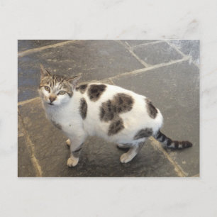 Cartão postal personalizado de gato