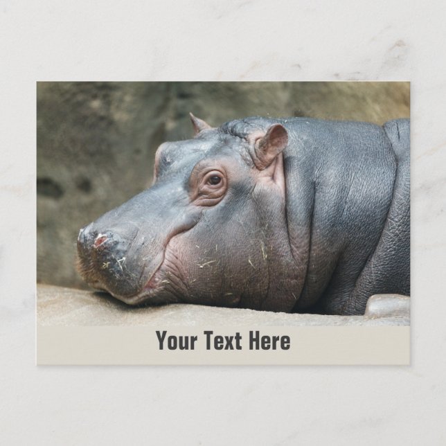 Cartão postal personalizado de hipopótamo (Frente)