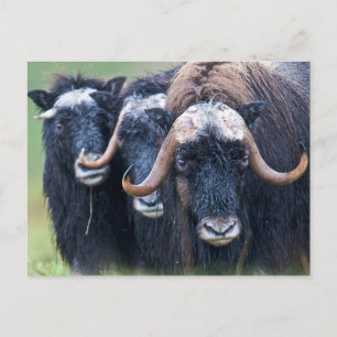 Cartão Postal Personalizado Personalizado Sua Própria Fotografi