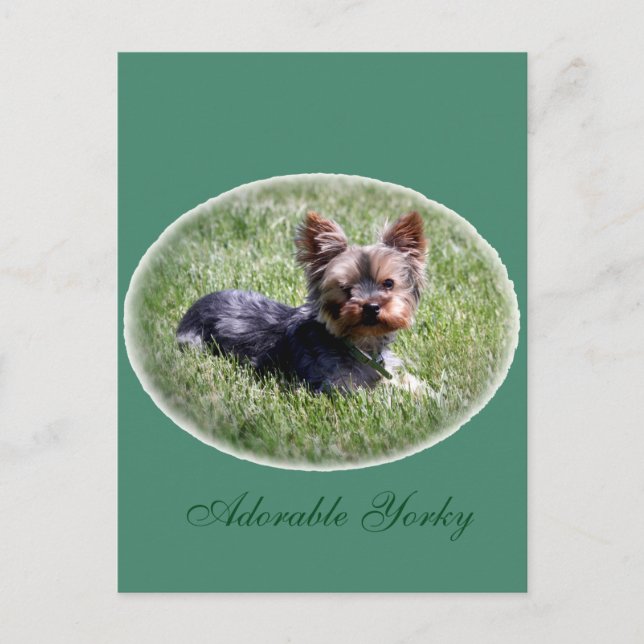 Cartão postal personalizado Yorkie adorável (Frente)