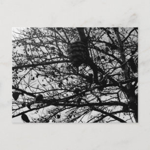 Cartão Postal Personalizar a fotografia de Wildlife de Carateres