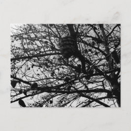 Cartão Postal Personalizar a fotografia de Wildlife de Carateres