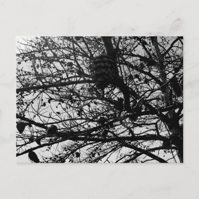 Cartão Postal Personalizar a fotografia de Wildlife de Carateres (Frente)