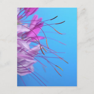 Cartão Postal Personalizar com a própria mensagem