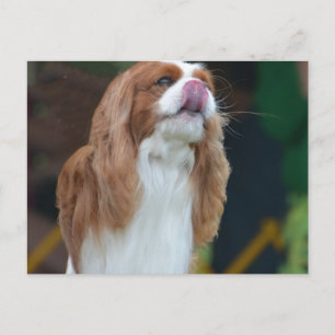 Cartão Postal Personalizar produto