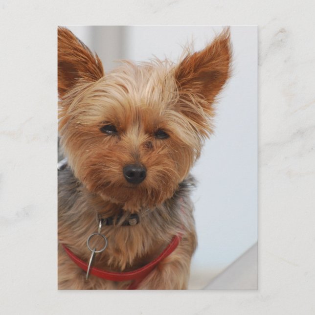 Cartão Postal Personalizar produto (Frente)