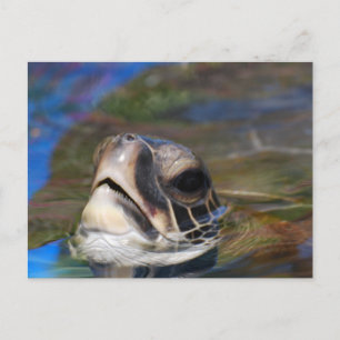 Cartão Postal Personalizar produto