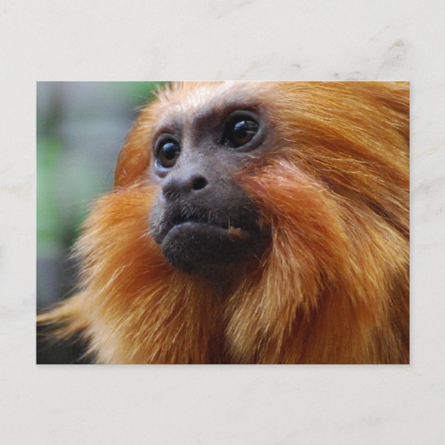 Cartão Postal Personalizar produto (Frente)