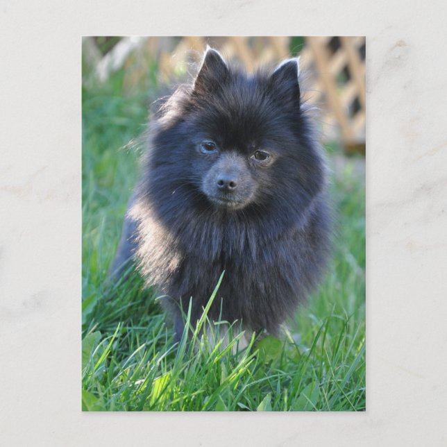 Cartão Postal Personalizar produto (Frente)