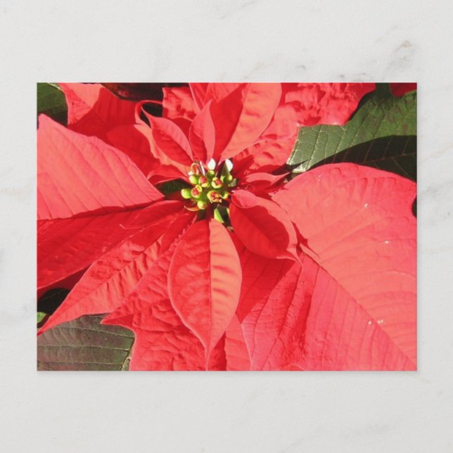 Cartão Postal Personalizar produto (Frente)