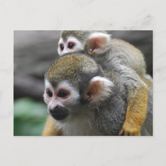 Cartão Postal Personalizar produto (Frente)