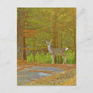 Cartão Postal Personalizar produto