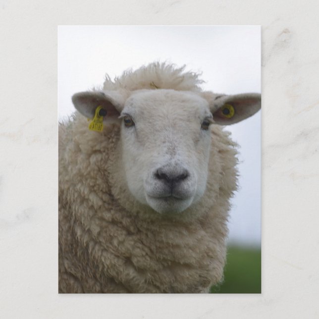 Cartão Postal Personalizar Produto (Frente)