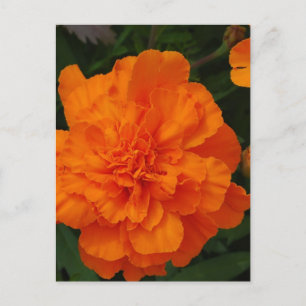 Cartão Postal Personalizar produto