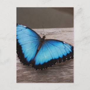 Cartão Postal Personalizar produto