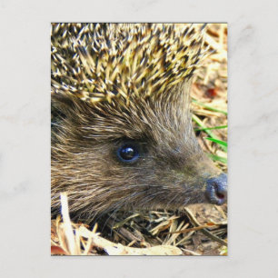 Cartão Postal Personalizar produto