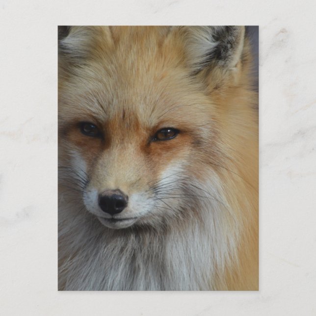 Cartão Postal Personalizar Produto (Frente)