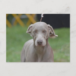 Cartão Postal Personalizar produto