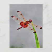 Personalizar Produto