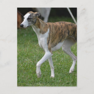 Cartão Postal Personalizar produto