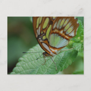 Cartão Postal Personalizar produto