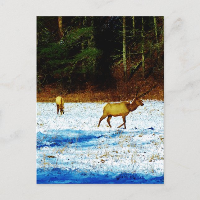 Cartão Postal Personalizar produto (Frente)