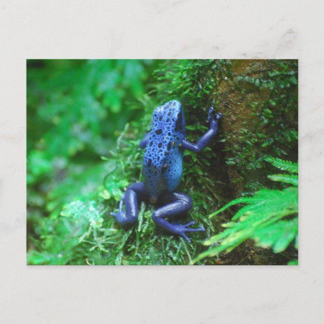 Cartão Postal Personalizar produto (Frente)