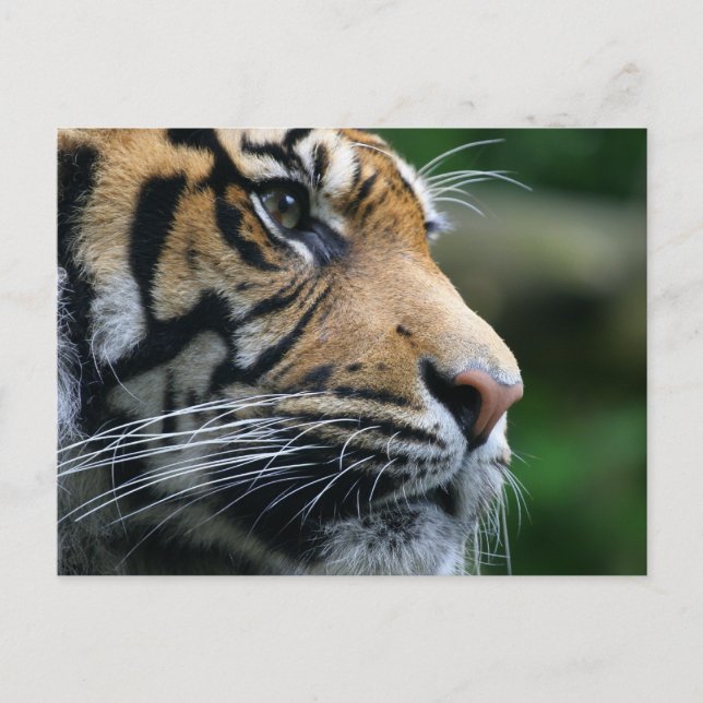 Cartão Postal Personalizar produto (Frente)