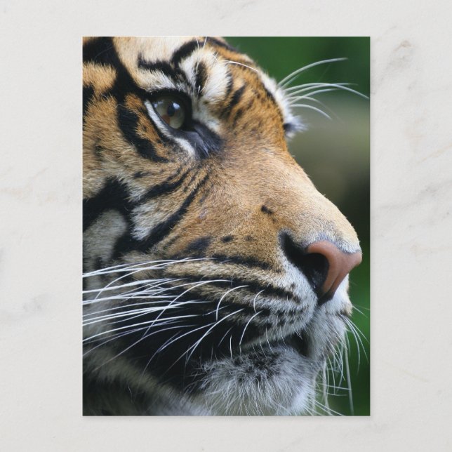 Cartão Postal Personalizar produto (Frente)