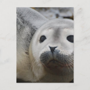 Cartão Postal Personalizar produto