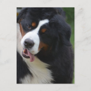 Cartão Postal Personalizar produto