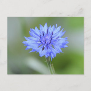 Cartão Postal Personalizar produto