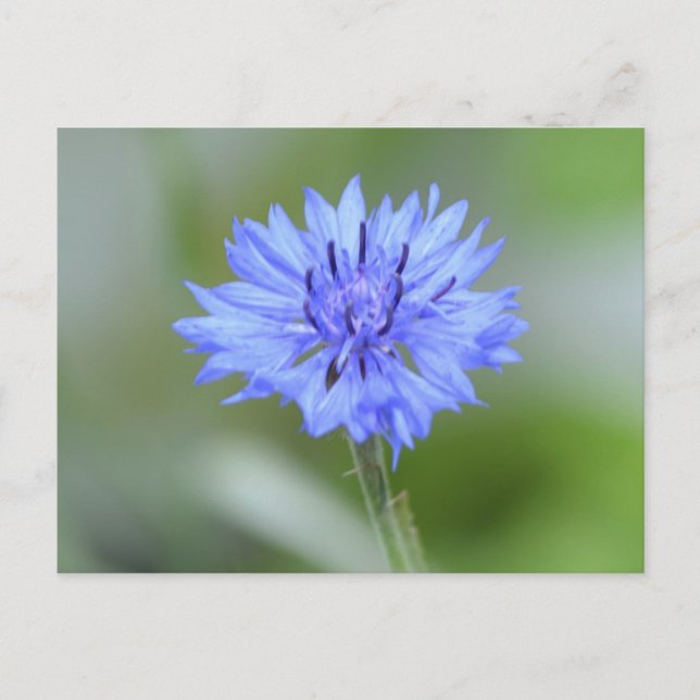 Cartão Postal Personalizar produto (Frente)