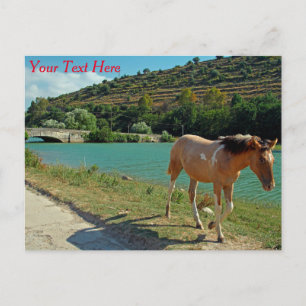 Cartão postal personalizável de cavalo da Sicília