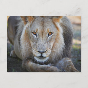 Cartão Postal perto de um leão masculino, Panthera leo,